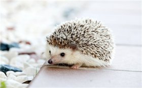 關于辦理破壞野生動物資源刑事案件適用法律